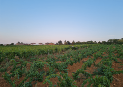 Vignes - Domaine du Mérac